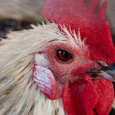 Poultry Cognition—Are Chickens Smart?